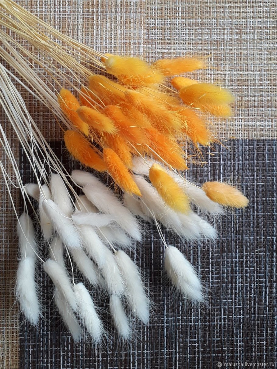 Зайцехвост cухоцвет