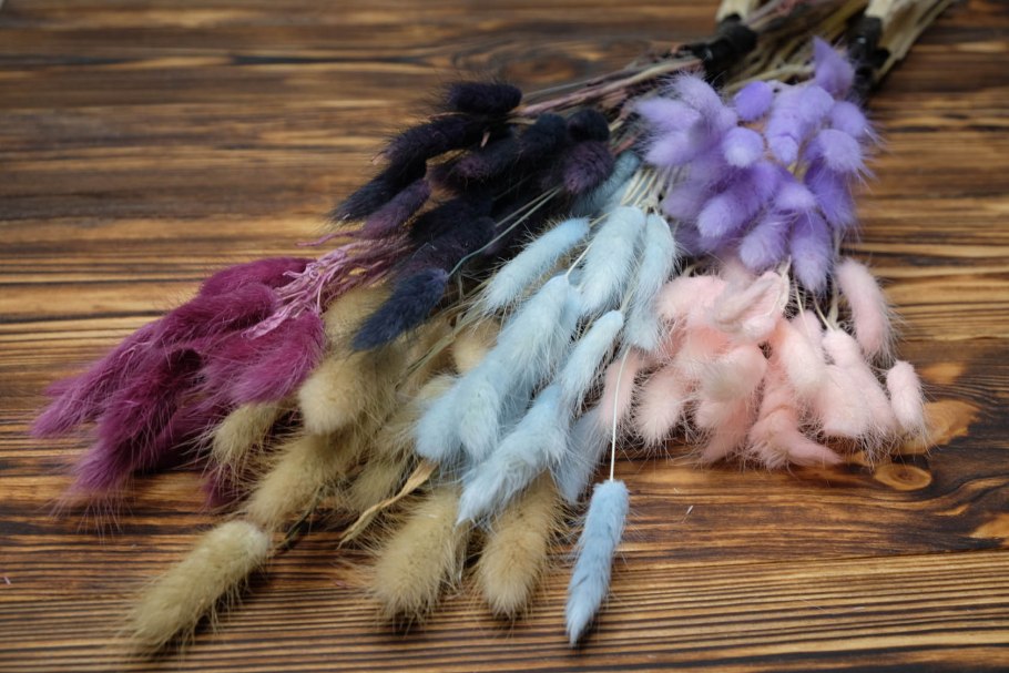 Зайцехвост лагурус