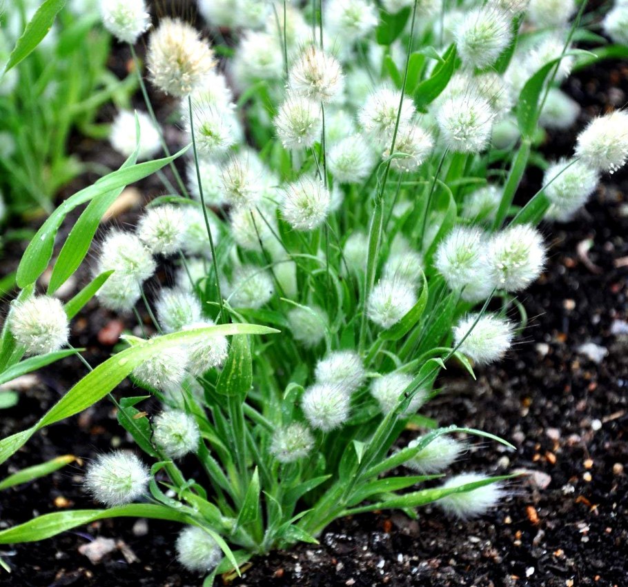 Лагурус яйцевидный