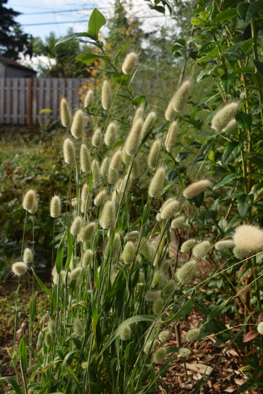 Травка пушистая зайцехвост