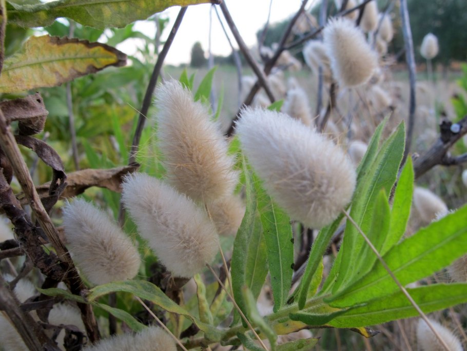 Лагурус заячий хвостик