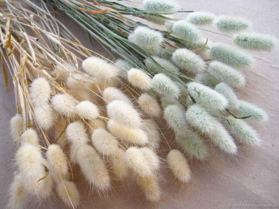 Зайцехвост лагурус