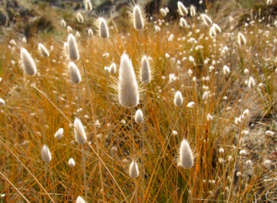 Лагурус Заячий хвостик