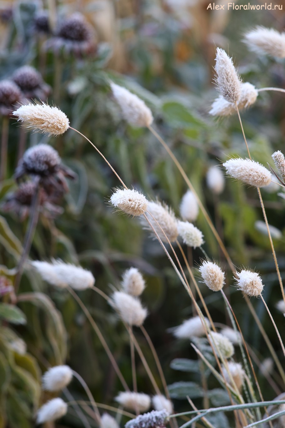 Лагурус яйцевидный леся