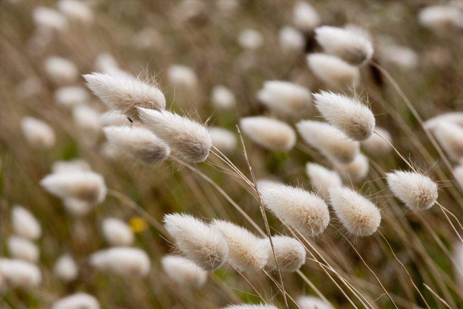 Лагурус Заячий хвостик