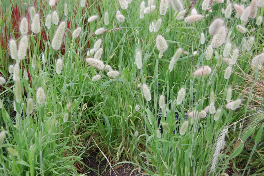 Декоративные злаки зайцехвост