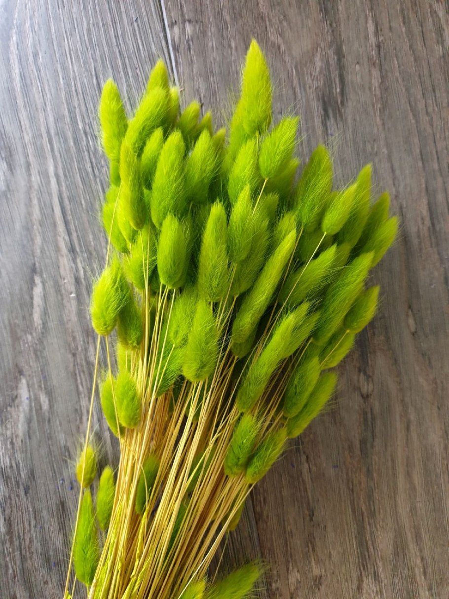 Лагурус cухоцвет