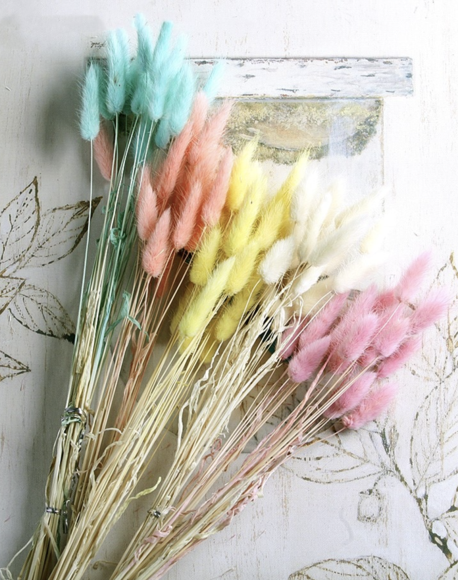 Лагурус оватус