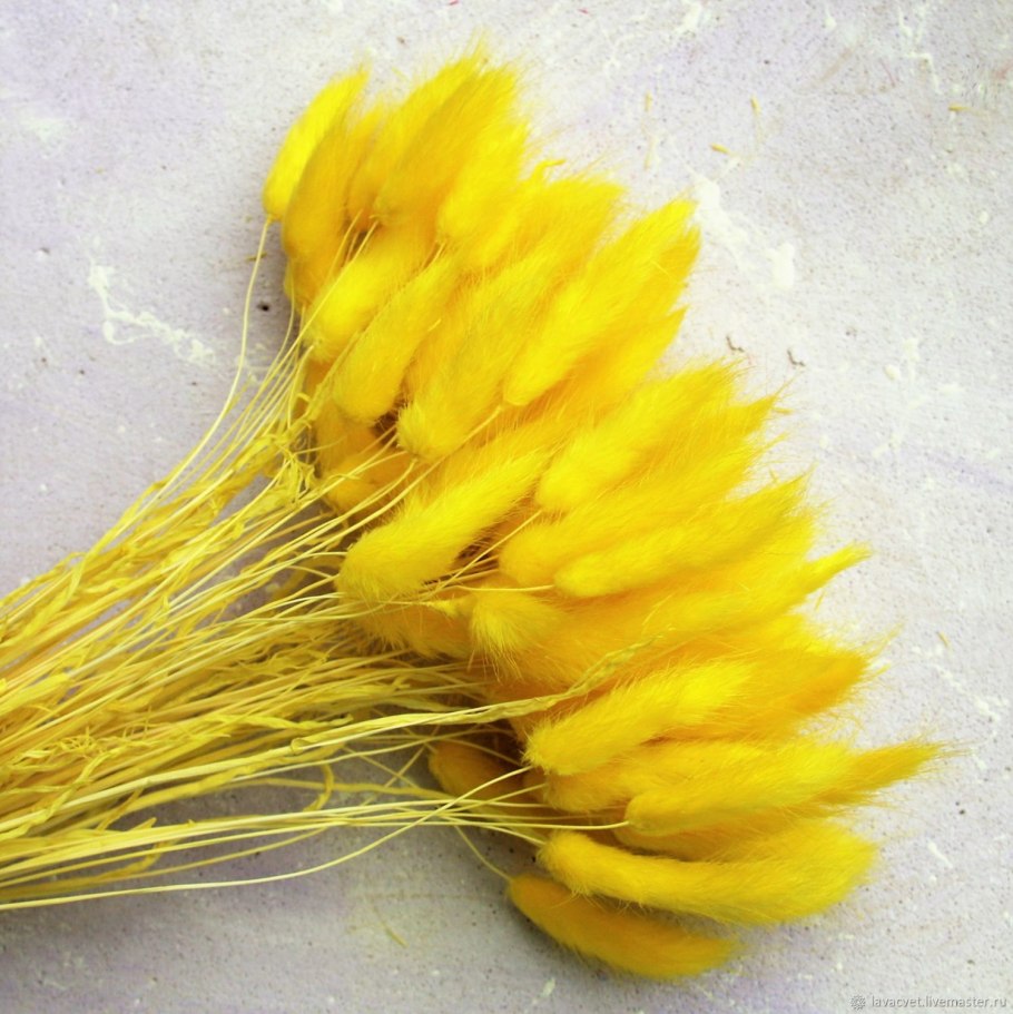 Лагурус желтый