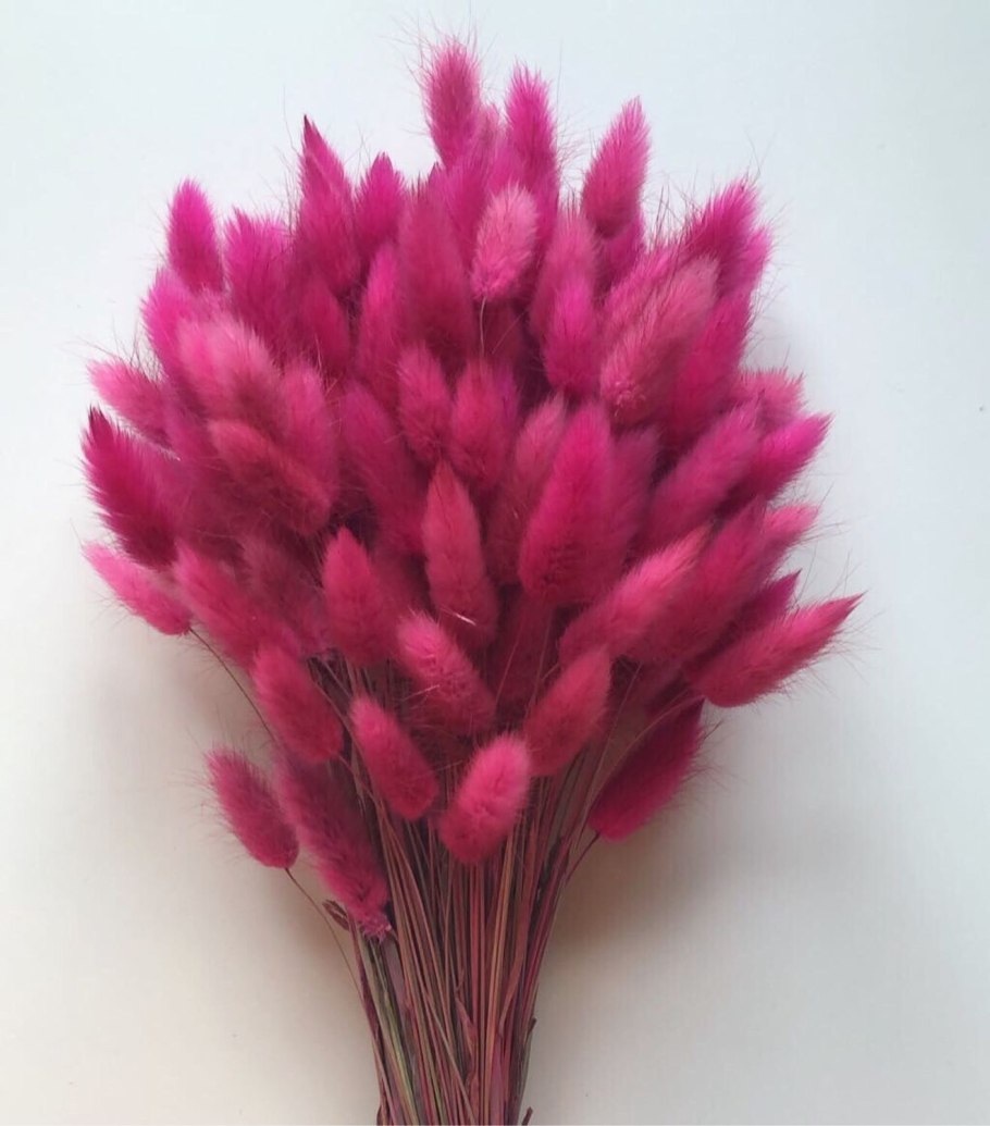 Лагурус в саду