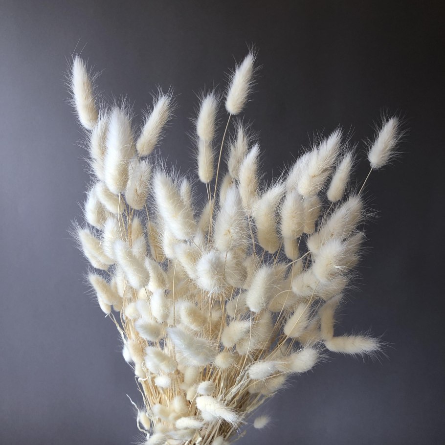 Зайцехвост лагурус букет