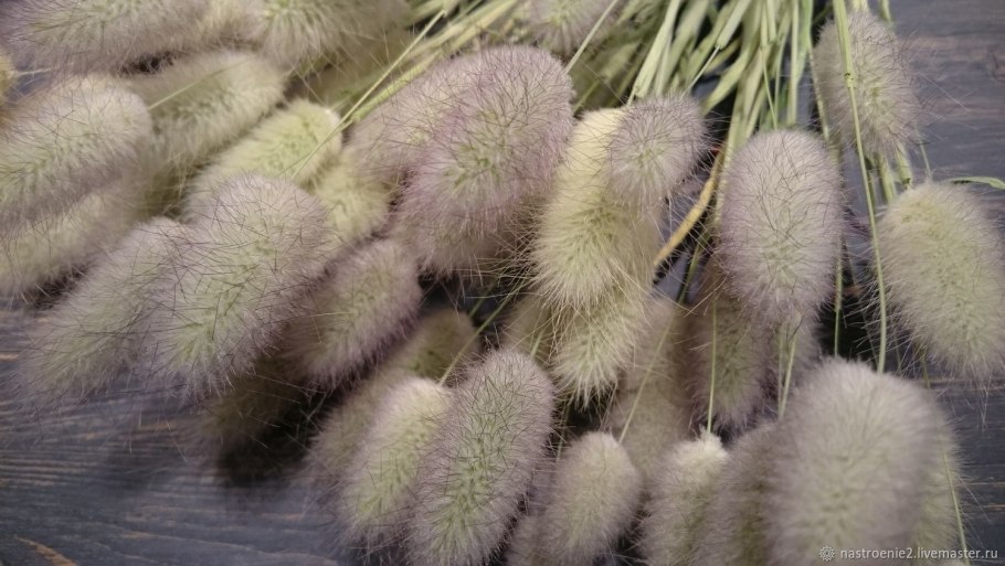 Сухоцвет лагурус