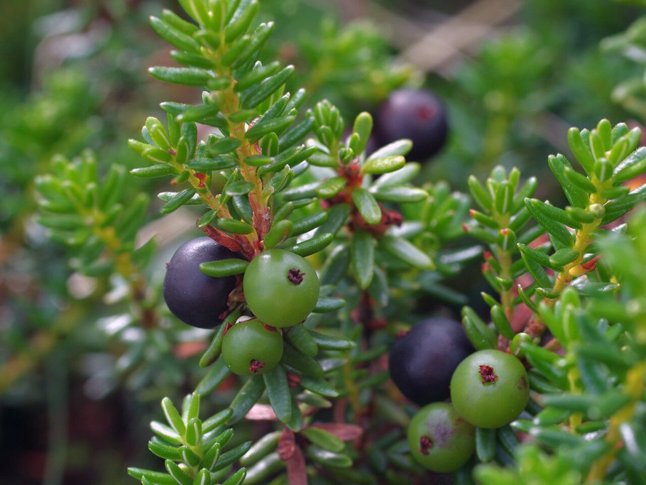 Водяника красная ягода