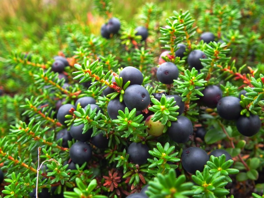 Водяника черная шикша