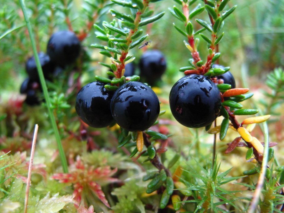 Водяника черная шикша