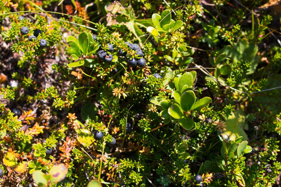 Шикша Камчатка ягода