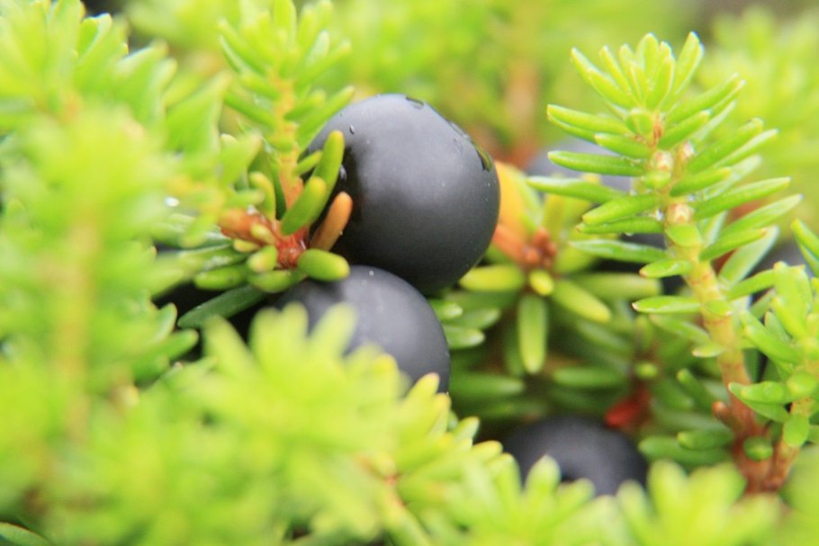 Шикша черная водяника Сибирская