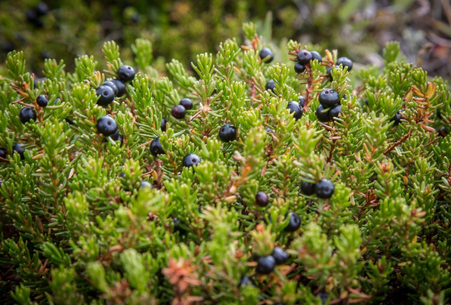 Водяника Болотная