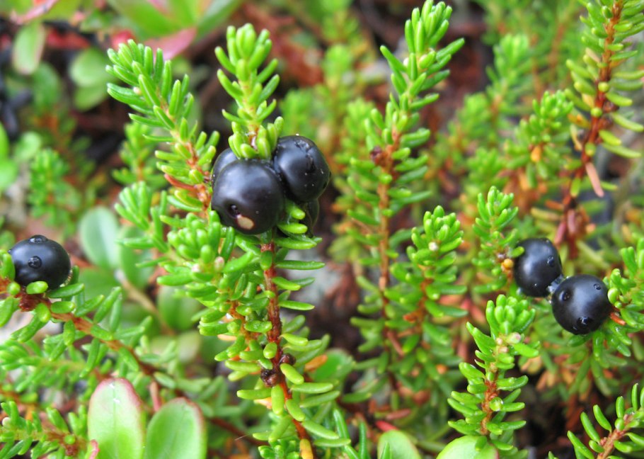 Шикша Сибирская