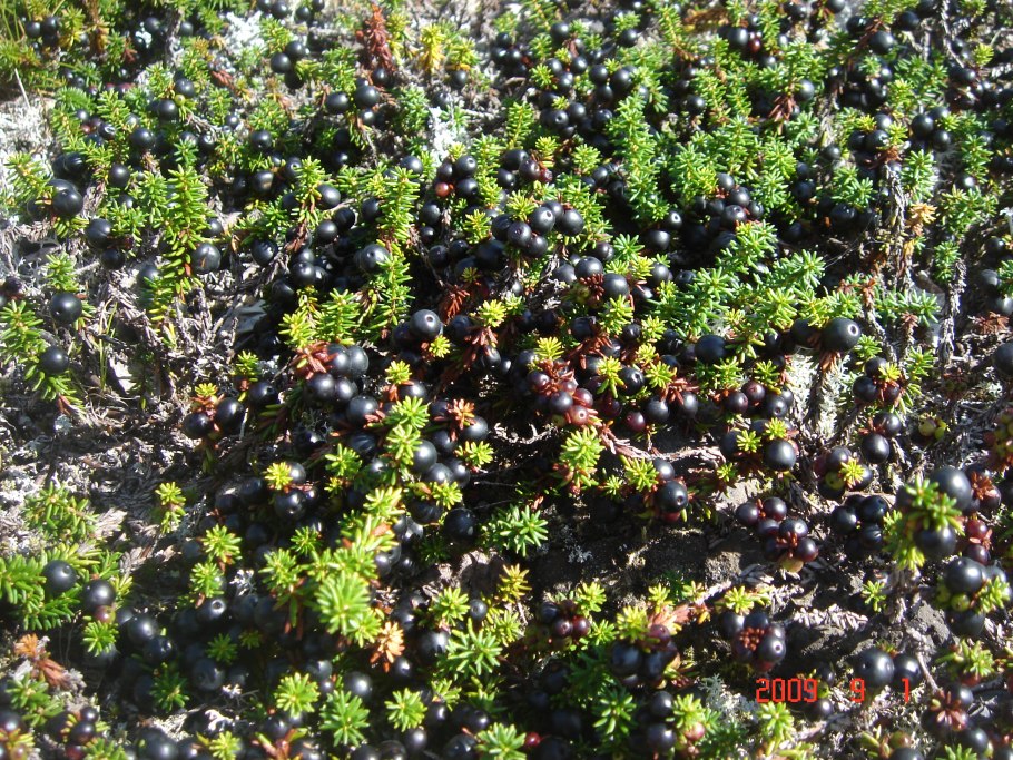 Водяника (шикша) гермафродитная