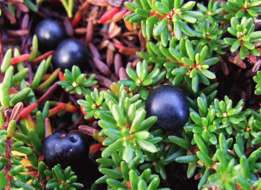 Шикша Сибирская