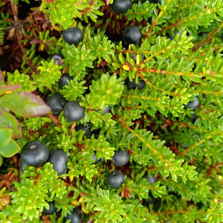 Водяника Болотная