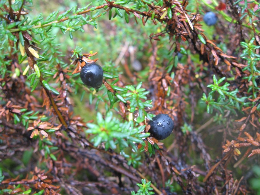 Водяника шикша