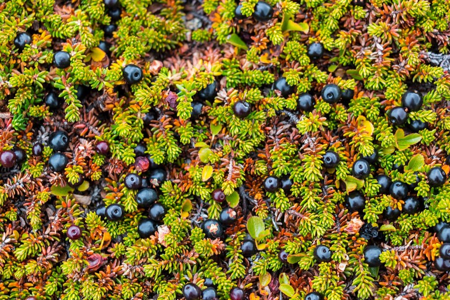 Приморская Тундровая шикша