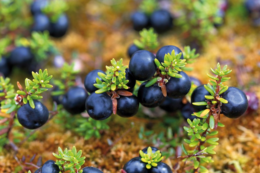 Шикша трава фото