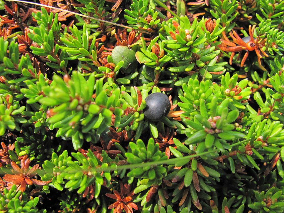 Ягоды Карелии шикша