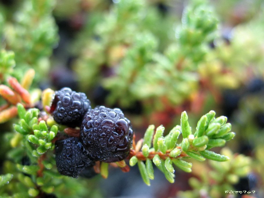 Empetrum nigrum водяника черная