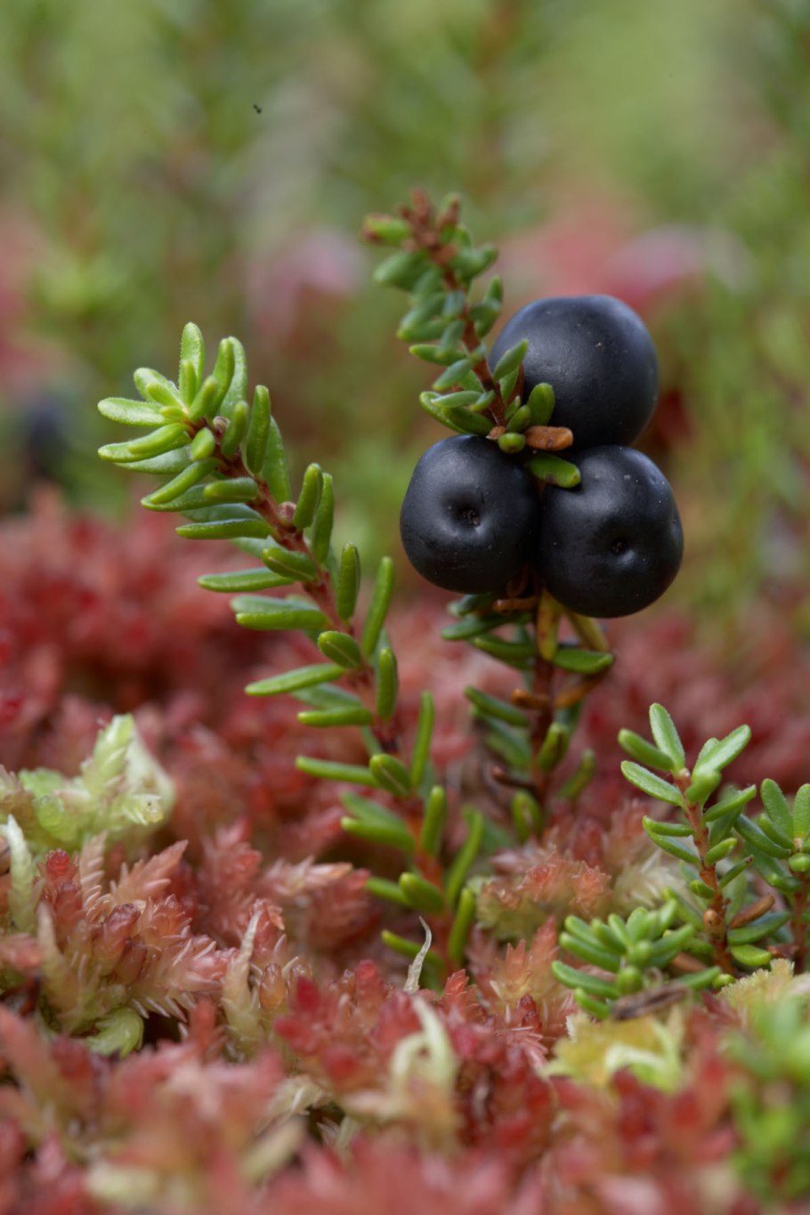 Водяника черная шикша