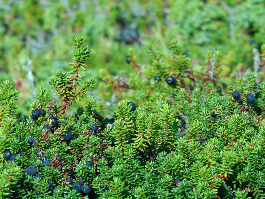 Шикша черная водяника сибирская