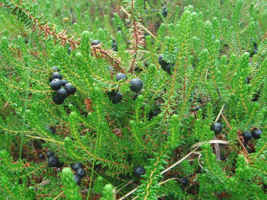 Вороника (водяника)