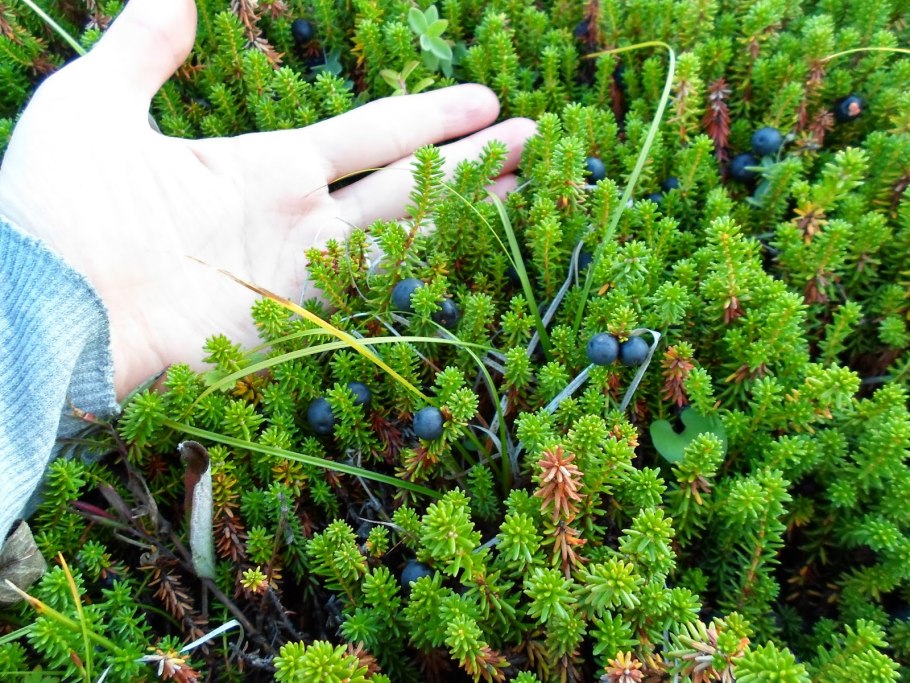 Шикша Сибирская ягоды вкус