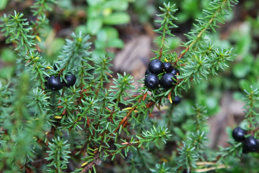 Шикша Ирланд