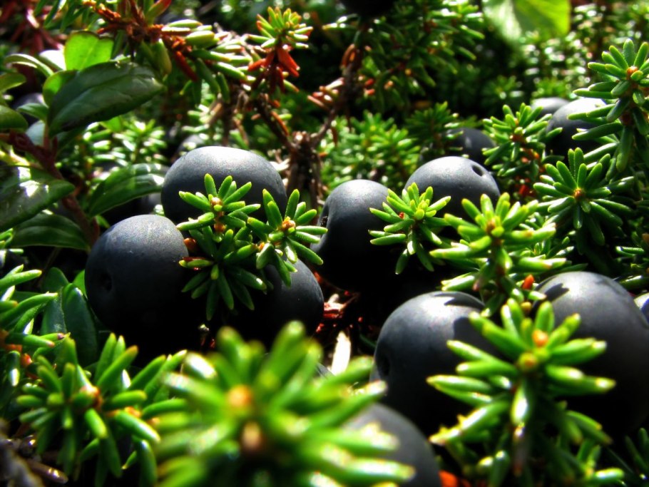 Приморская Тундровая шикша