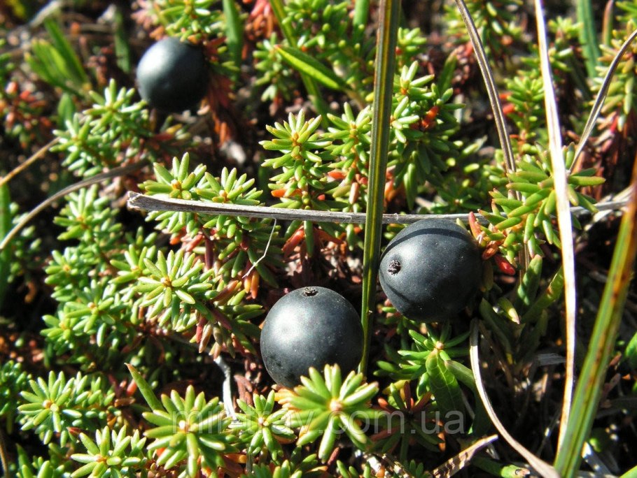 Водяника ареал