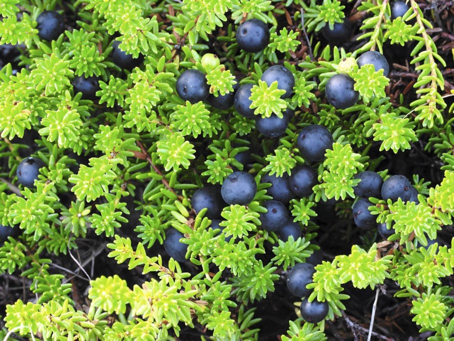 Водяника черная