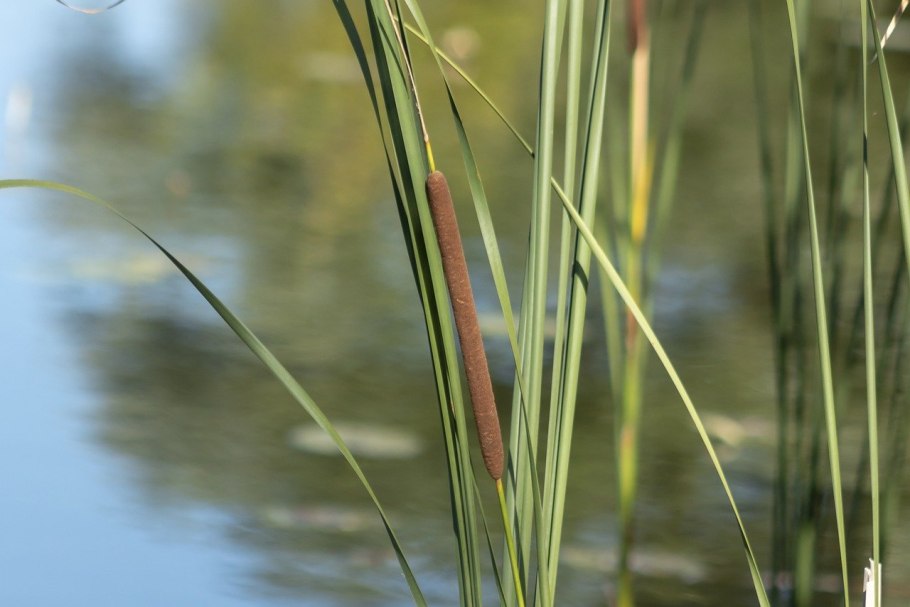 Рогоз узколистный