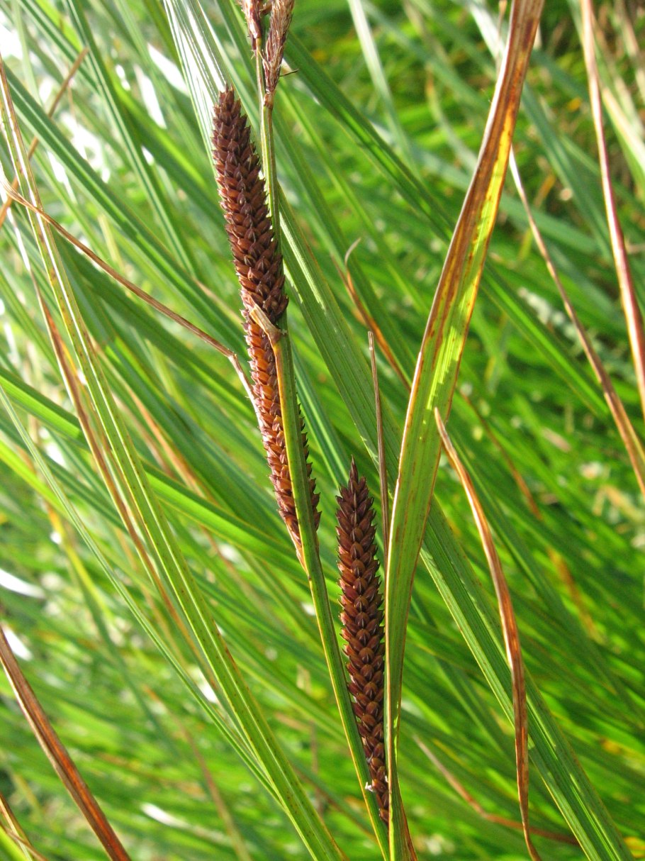 Осока Речная