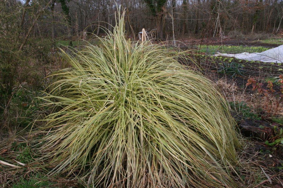 Carex aquatilis гербарий