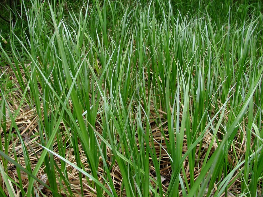 Аир обыкновенный acorus calamus