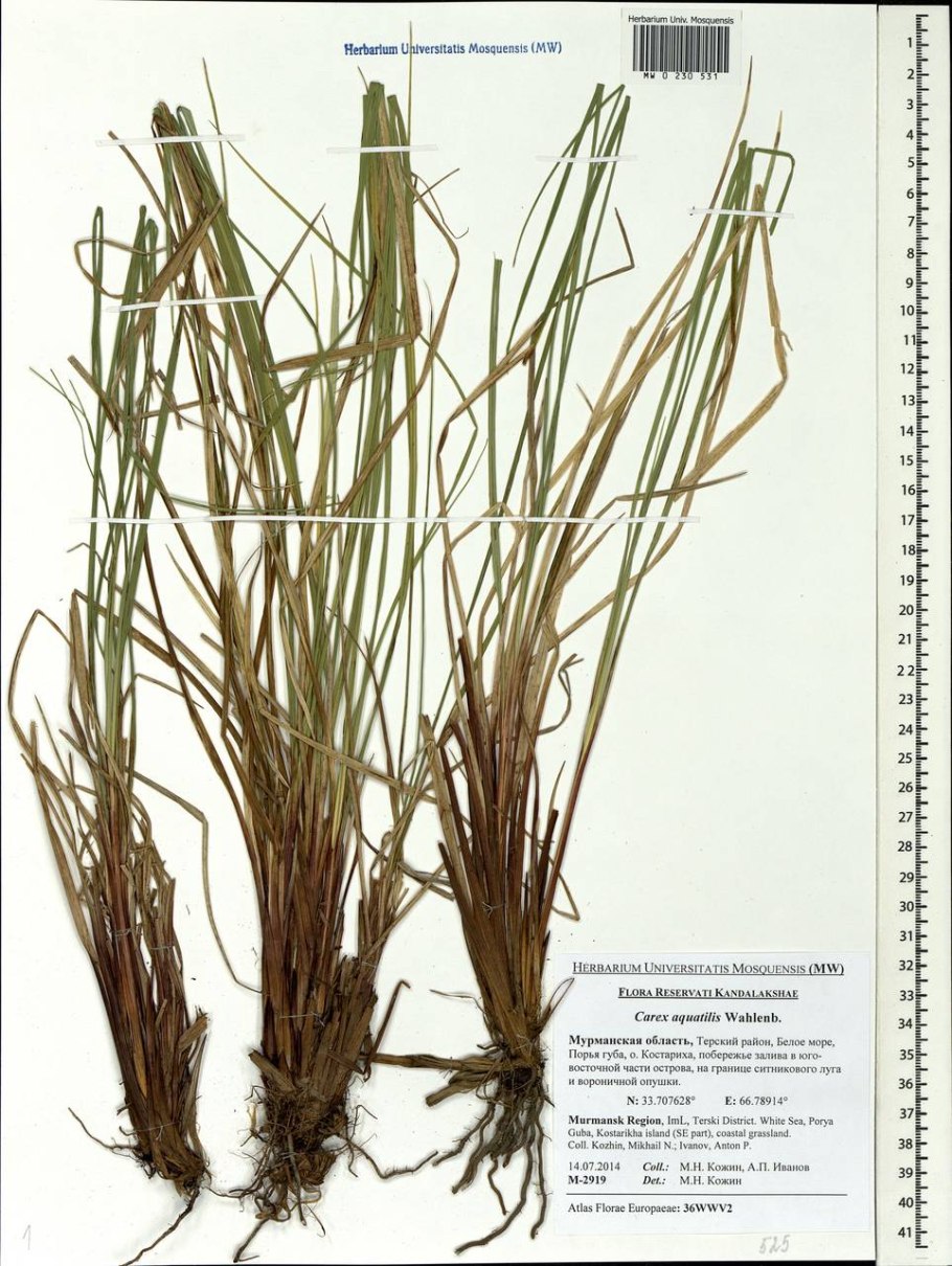 Осока узколистная carex stenophylla wahlenb.