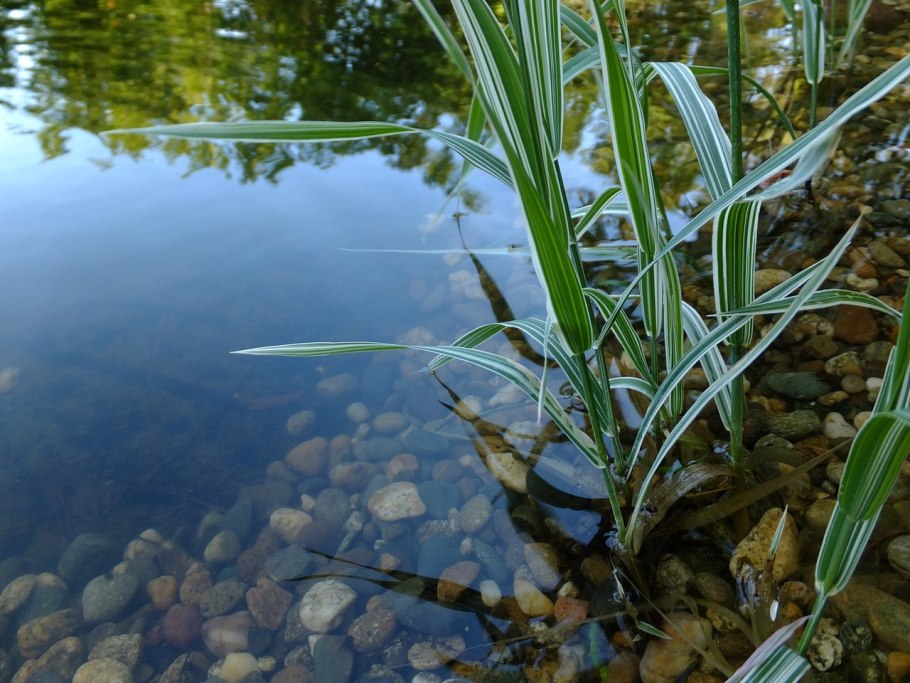 Осока острая (Carex acuta)