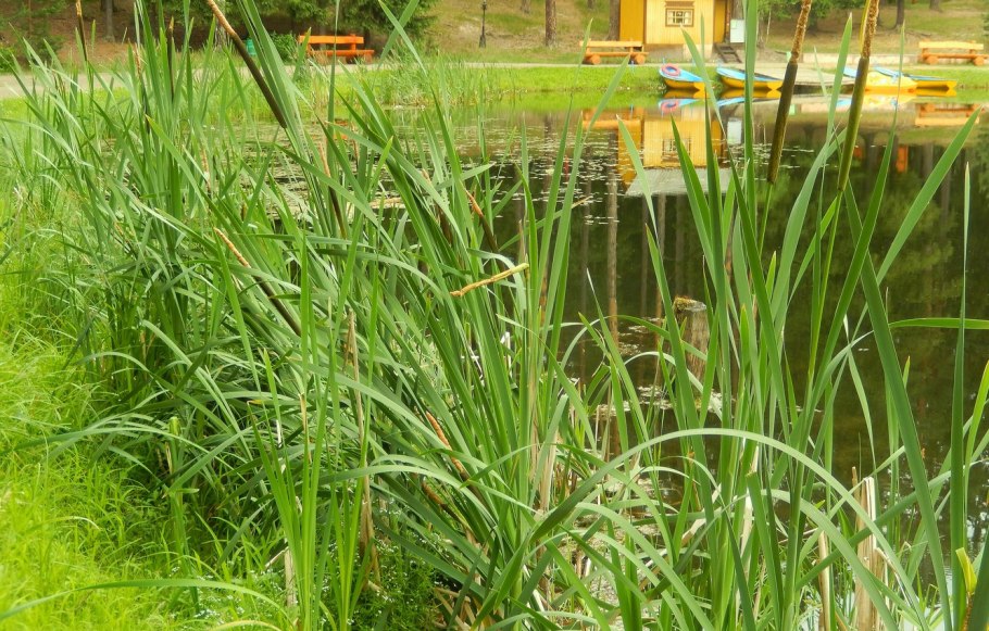 Камыш и осока