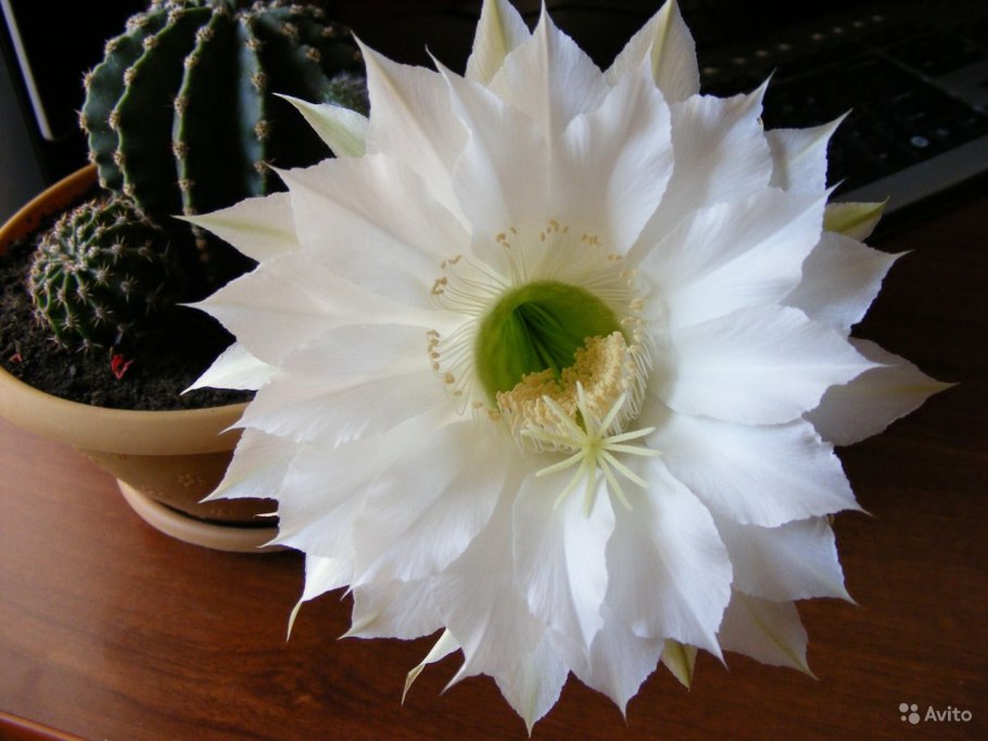 Эхинопсис острогранный