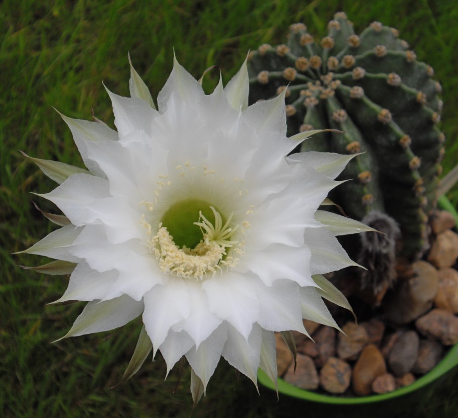 Эхинопсис Эйриеза Echinopsis eyriesii