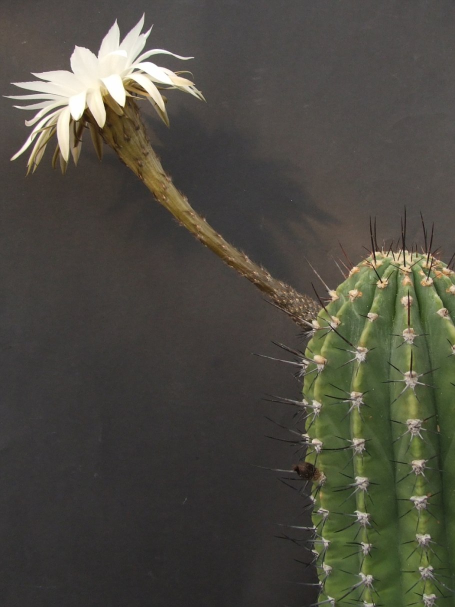 Echinopsis polyancistra