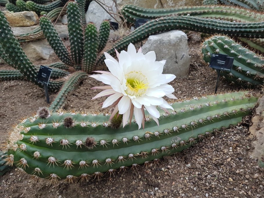 Эхинопсис Эйриеза